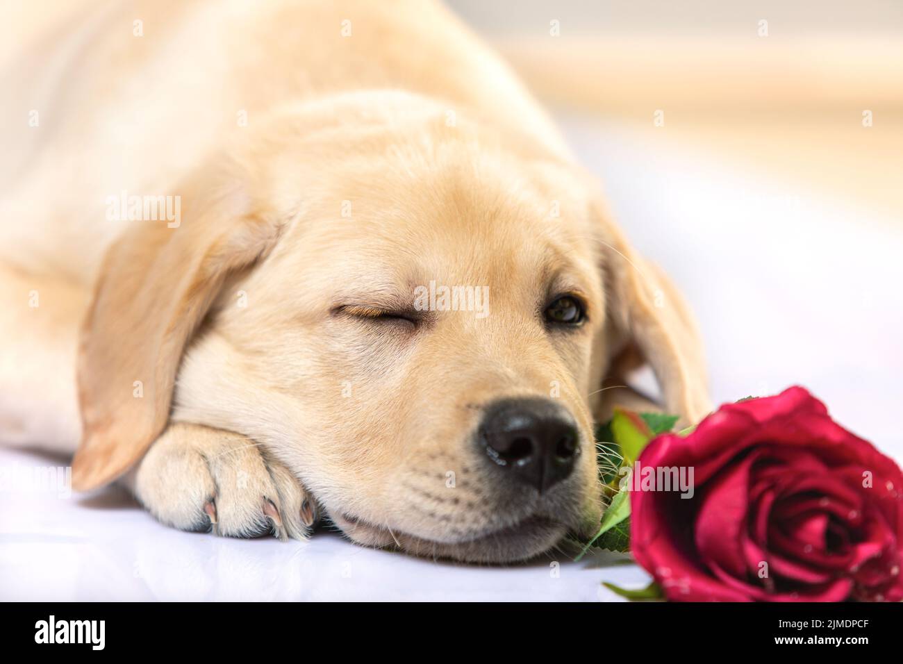 Chien drôle labrador retriever avec rose rouge sur blanc Banque D'Images