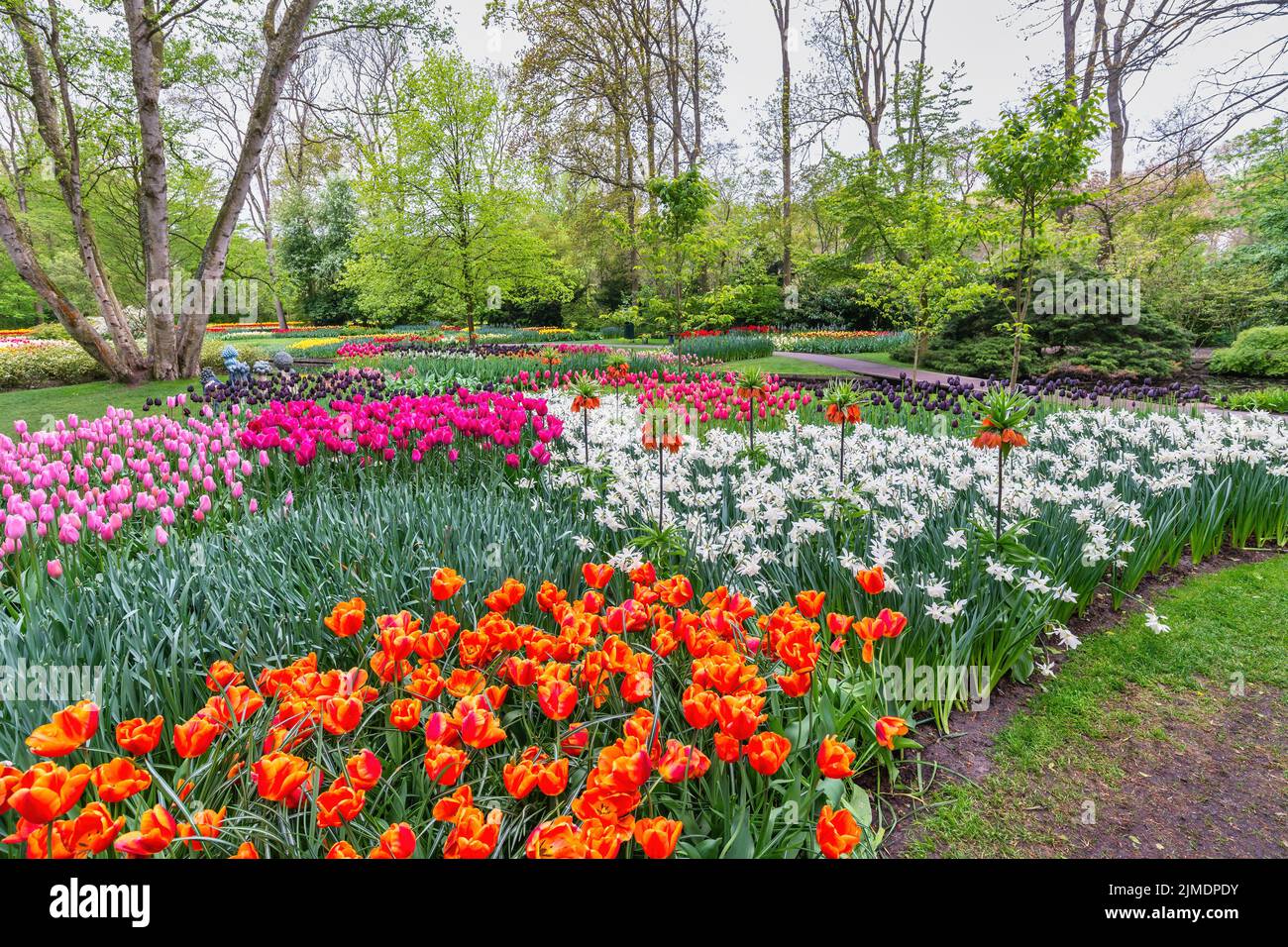 Champ de bulbes de tulipes dans le jardin, saison de printemps à Lisse près d'Amsterdam pays-Bas Banque D'Images