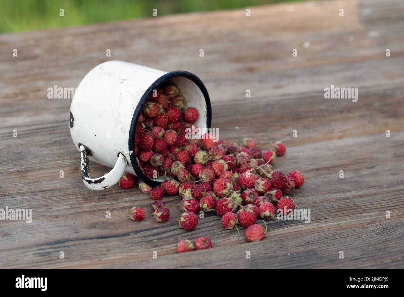 Fraise forêt sauvage sur table rustique en bois. Banque D'Images