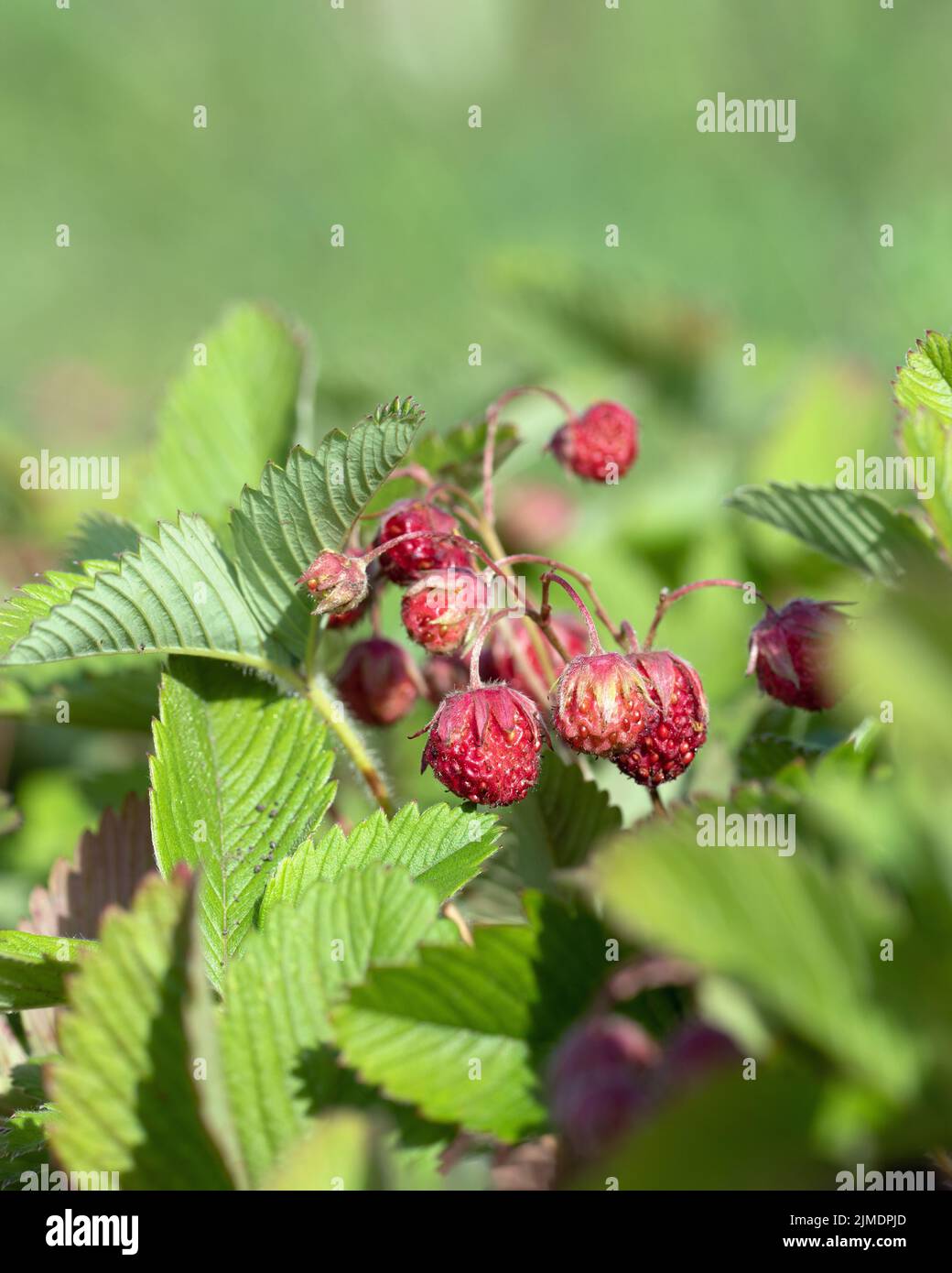 Branche de la strabère sauvage avec baies mûres et non mûres sur la brousse sur fond vert Banque D'Images