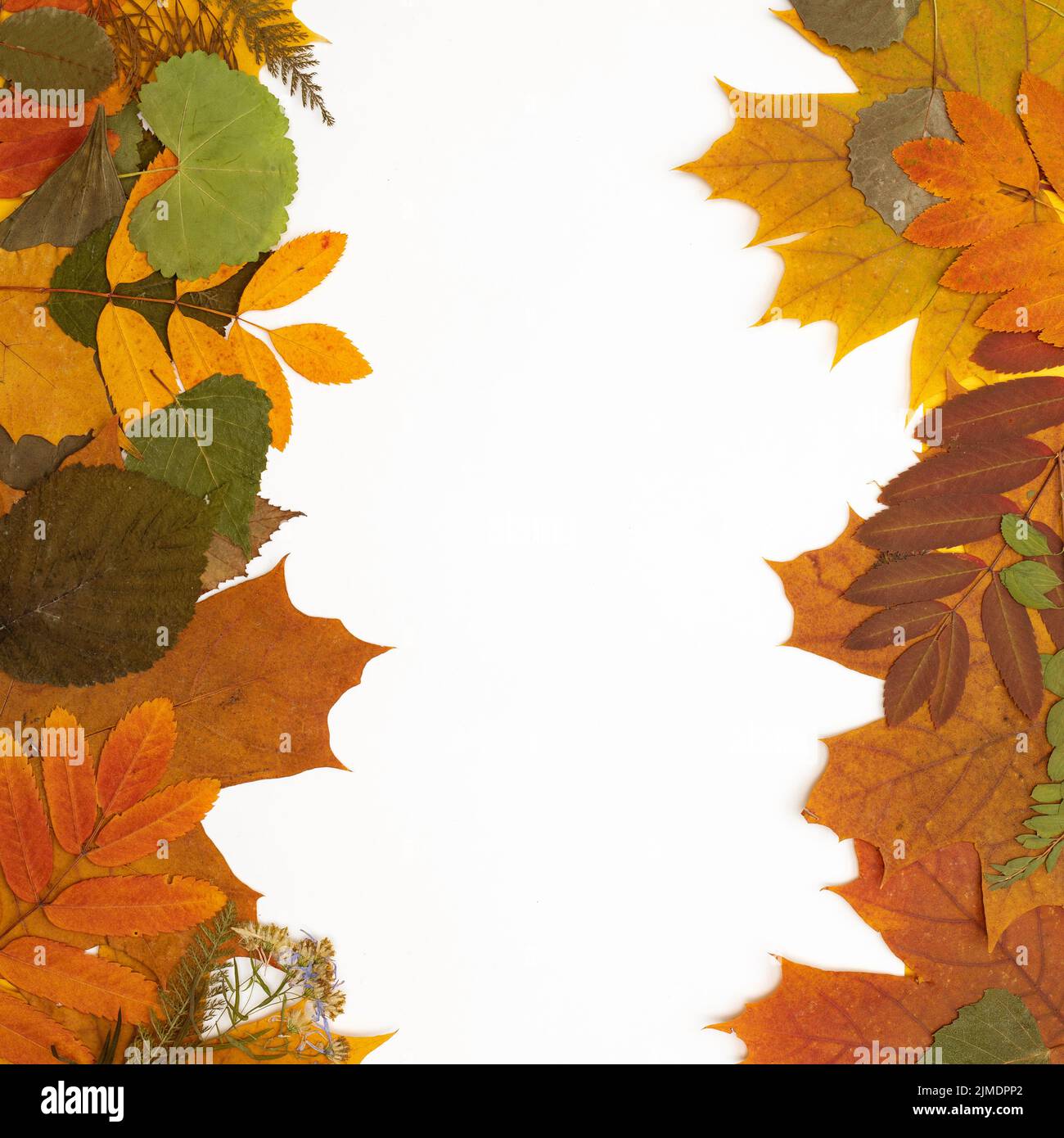 Cadre de feuilles d'automne isolées sur blanc. Mise à plat. Espace de copie. Emplacement pour le texte ou le contenu Banque D'Images