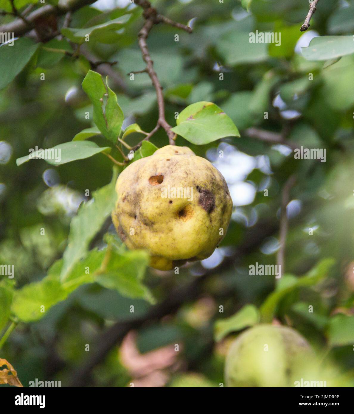 Fruit de coing sur la branche d'arbre malade dans le verger Banque D'Images