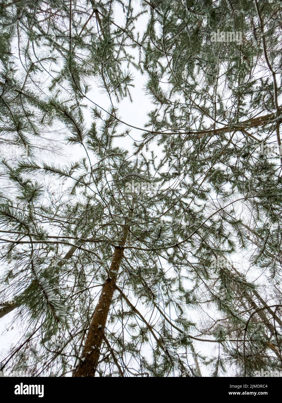 De petits sapins se tiennent dans un parc couvert de neige par temps nuageux, la vue de fond, un regard, des aiguilles d'un sapin de couleur verte Banque D'Images
