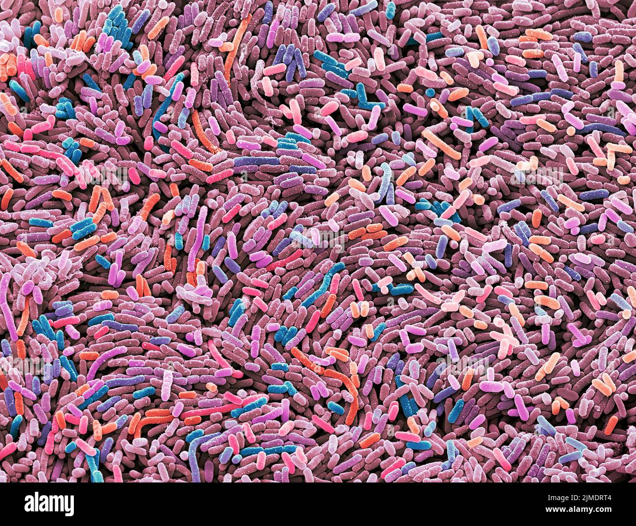 Bactéries Ecoli, SEM Banque D'Images