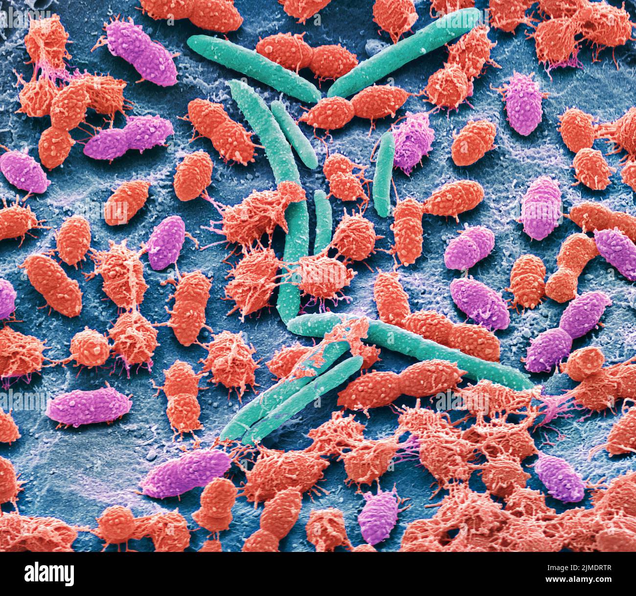 Les bactéries fécales, sem Banque D'Images