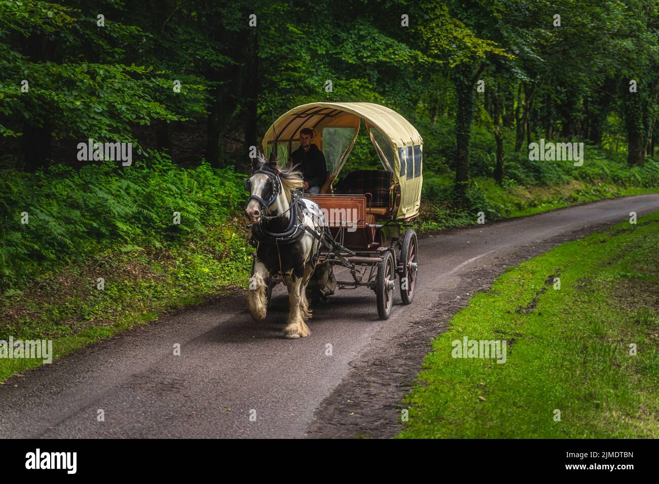 Homme conduisant une calèche sur une route à travers la forêt verte jusqu'aux ruines anciennes de l'abbaye de Muckross Banque D'Images