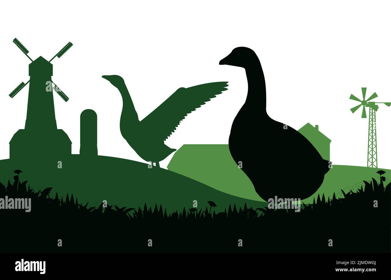 Oies paître. Près des bâtiments agricoles. Silhouette de paysage. Pâturage sur prairie. Oiseau agricole. Paysage rural. Objet isolé sur fond blanc Illustration de Vecteur