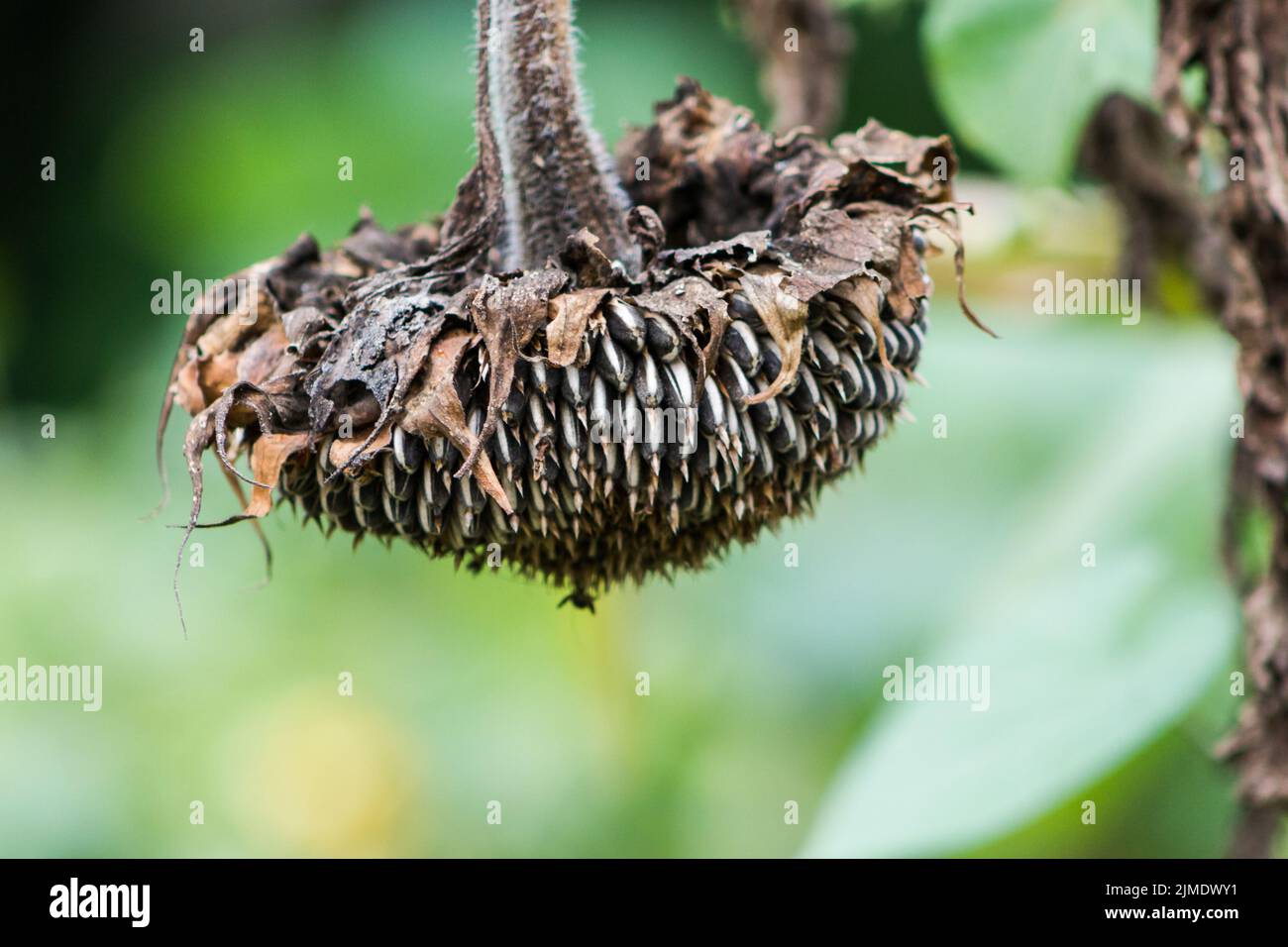 Détail des fleurs de tournesol séchées sur la plante en récolte d'automne Banque D'Images