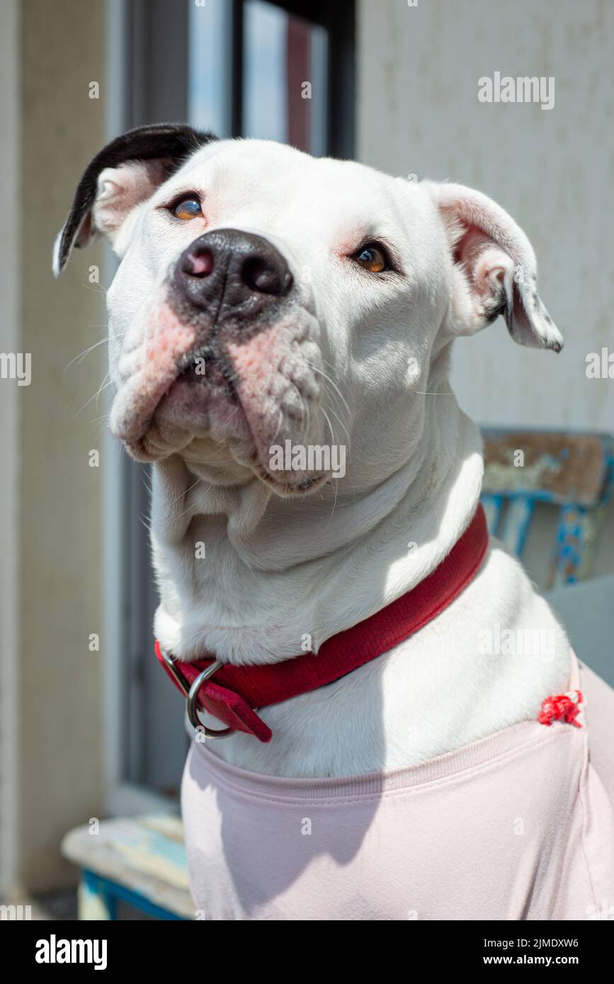 Mignon blanc femelle Pitbull Portrait Red Collar Banque D'Images