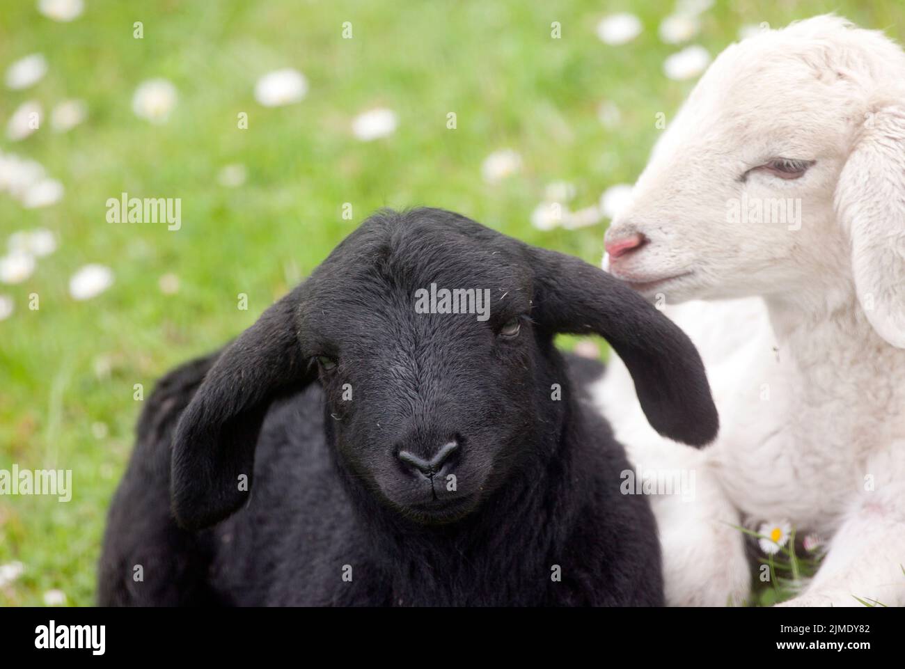 Un mouton noir un mouton blanc couché sur la digue Banque D'Images