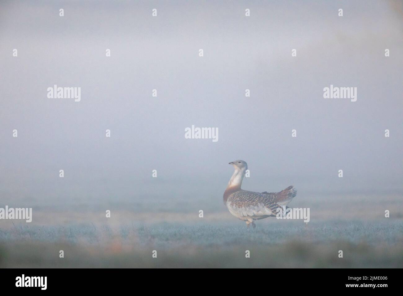 Avec un poids allant jusqu'à 16 kg, les mâles du Grand Bustard sont l'un des oiseaux volants les plus lourds Banque D'Images