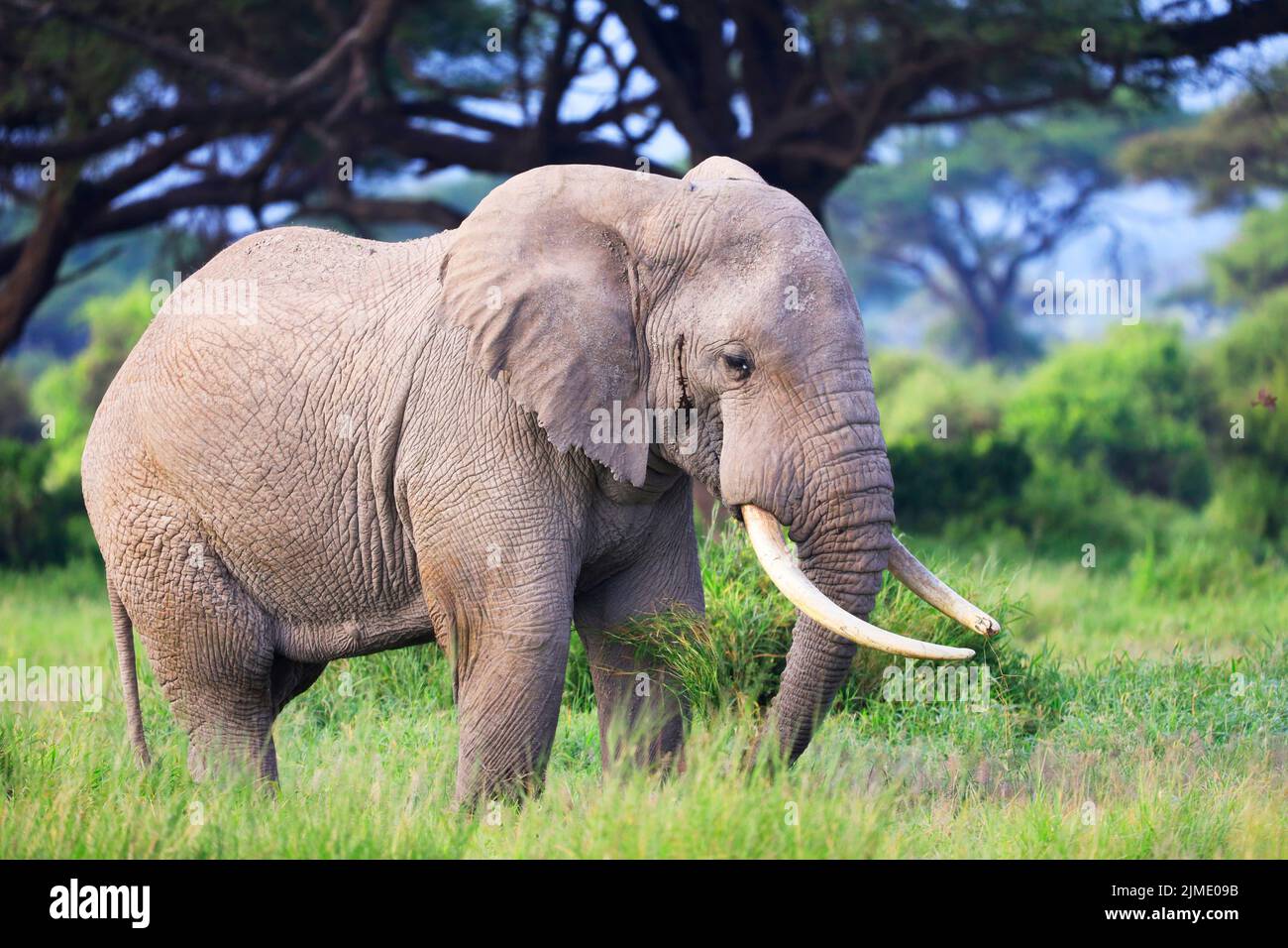 Éléphants À Amboseli Nationalpark, Kenya, Afrique Banque D'Images