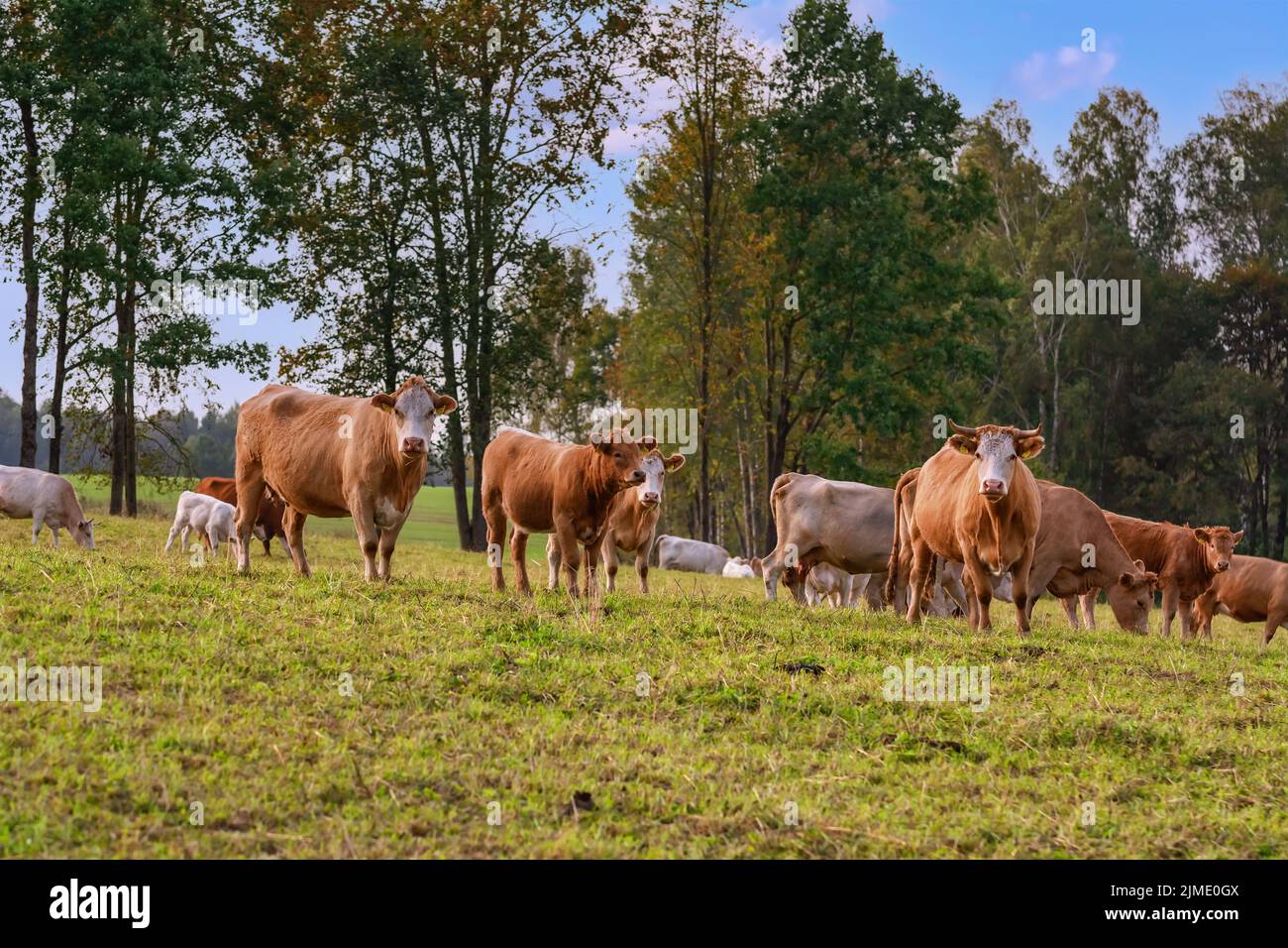 Les vaches sur l'Alpage Banque D'Images