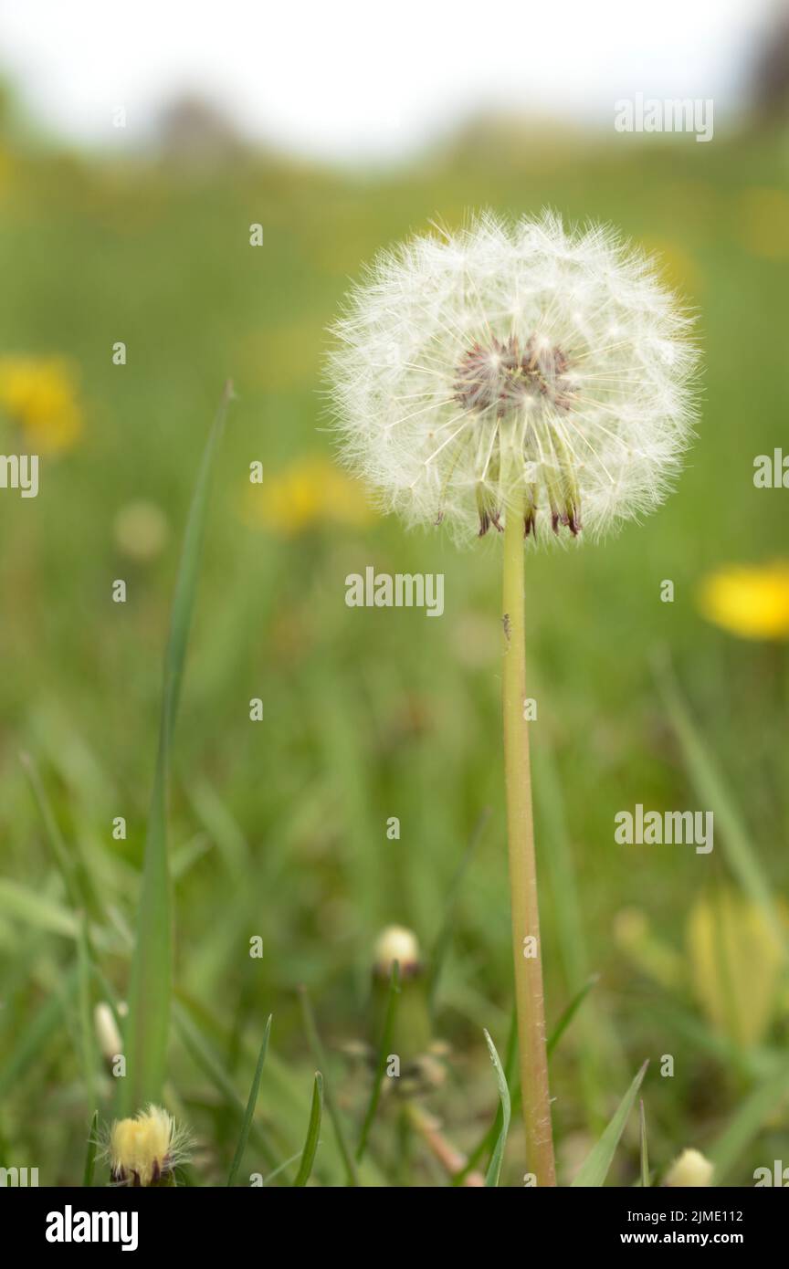 Le pissenlit fait aux semences Banque D'Images