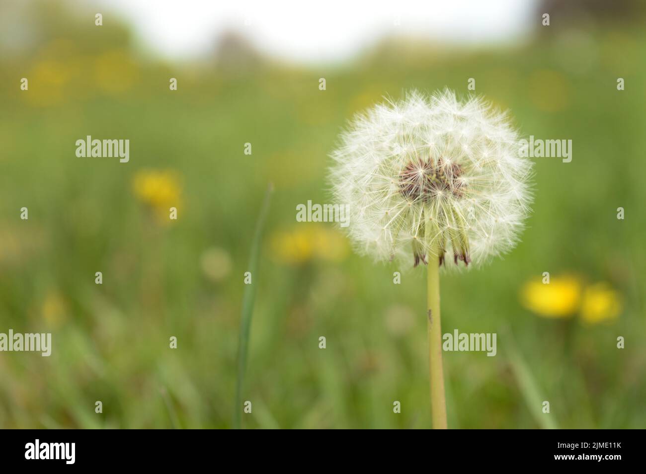 Le pissenlit fait aux semences Banque D'Images