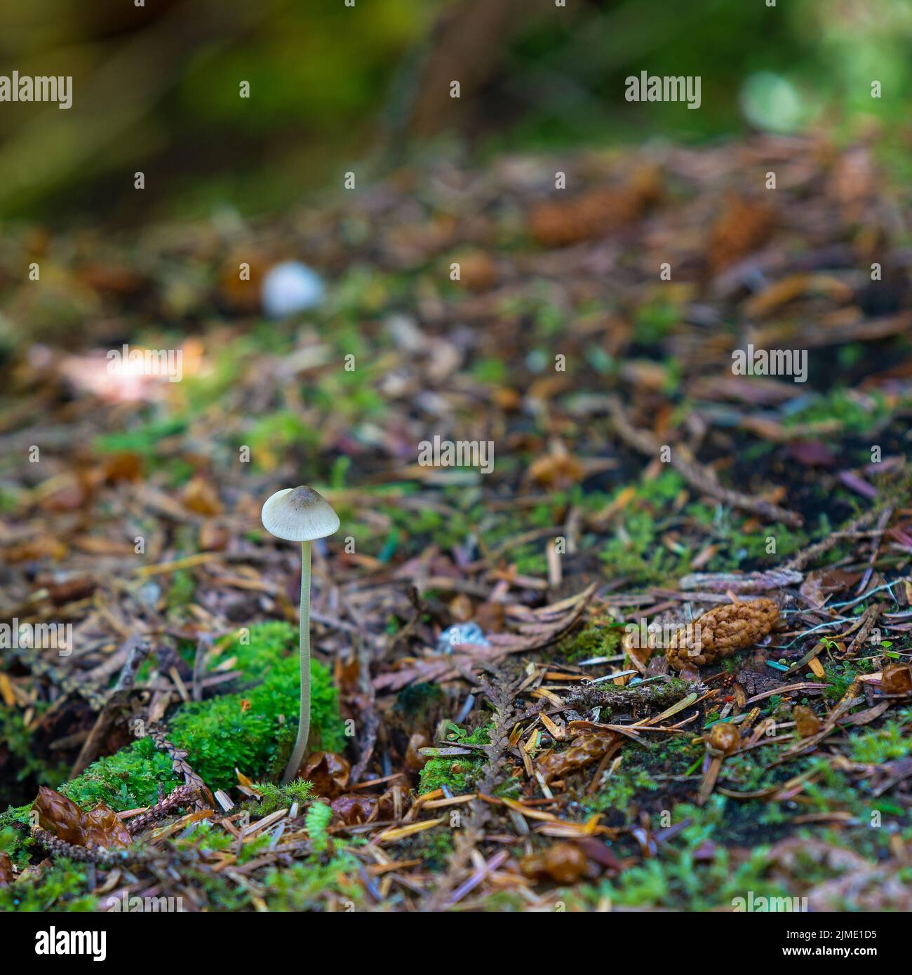 Champignon sur le sol de la forêt tropicale ancienne, île de Vancouver, Colombie-Britannique, Canada. Banque D'Images