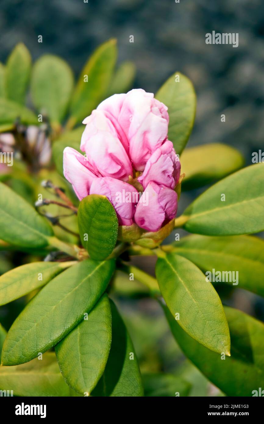 Rhododendron ferrugineum rose fleurs violet clair sur un jour ensoleillé Banque D'Images