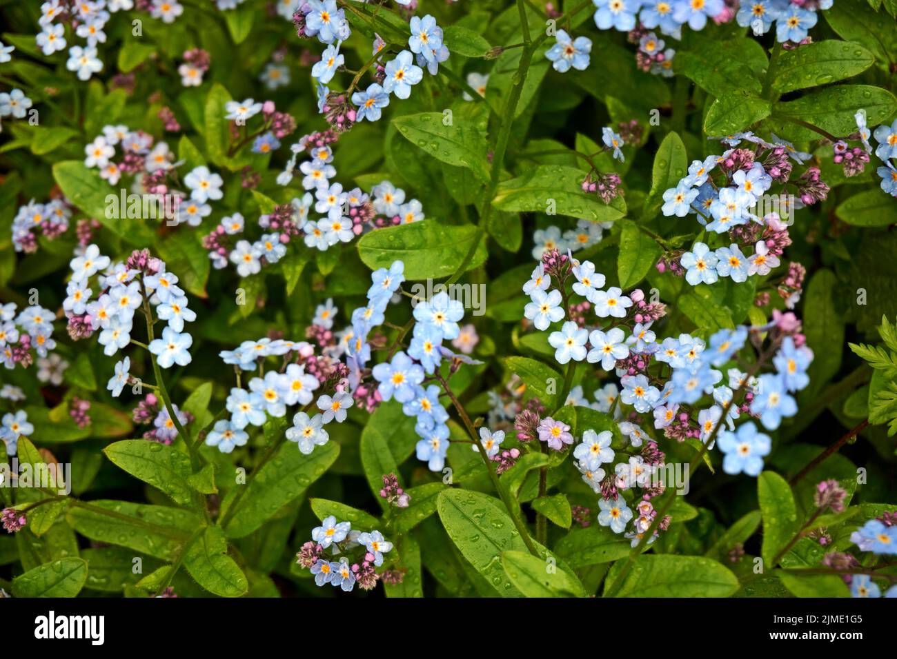 Arrière-plan des nombreux magnifiques myosotis bleus Banque D'Images