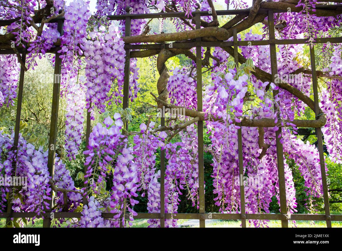 Les bunches de la wisteria Banque D'Images