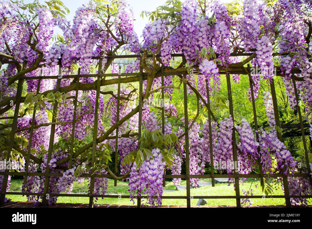 Les bunches de la wisteria Banque D'Images