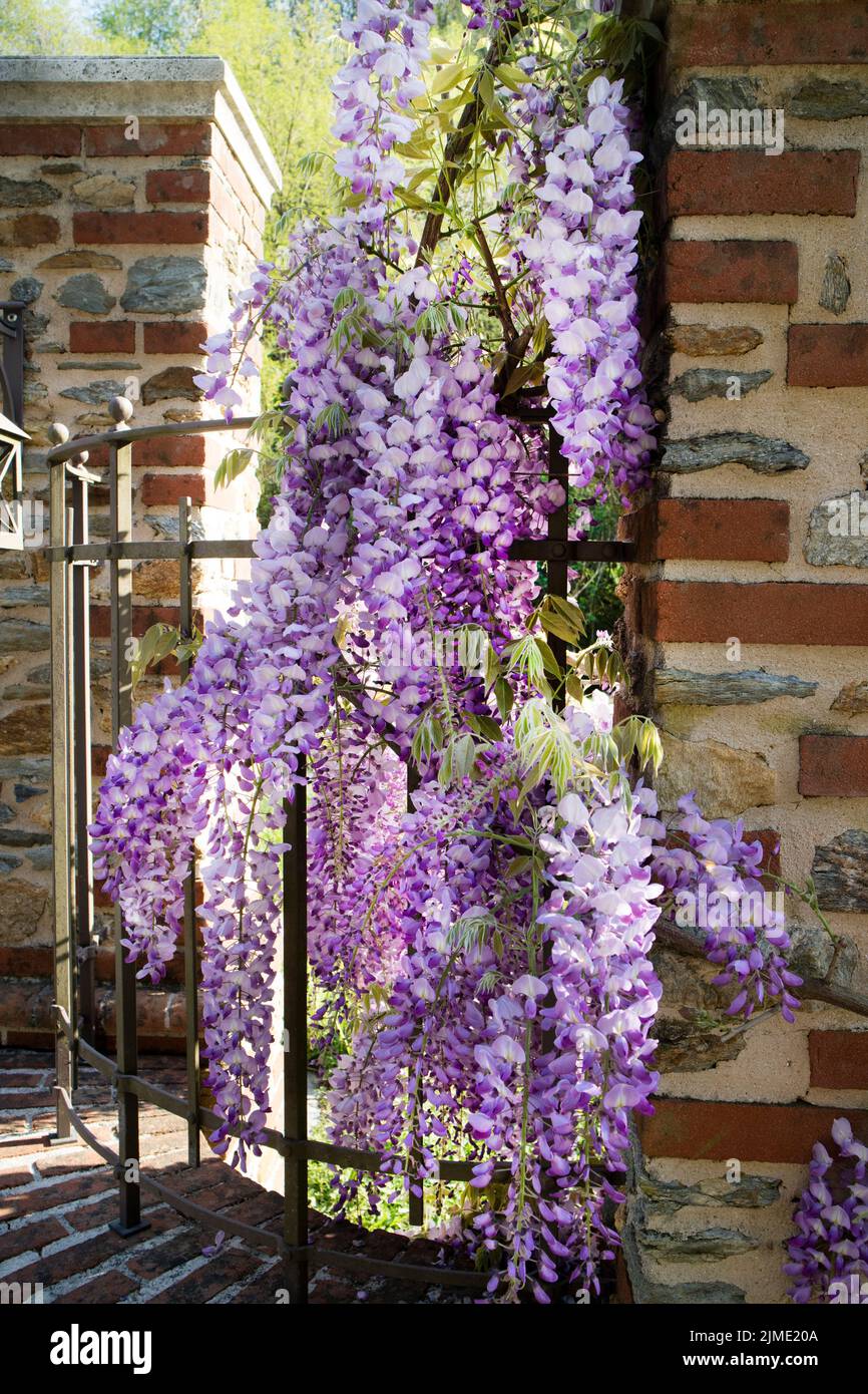 Les bunches de la wisteria Banque D'Images