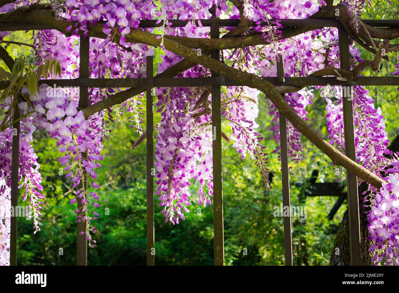 Les bunches de la wisteria Banque D'Images