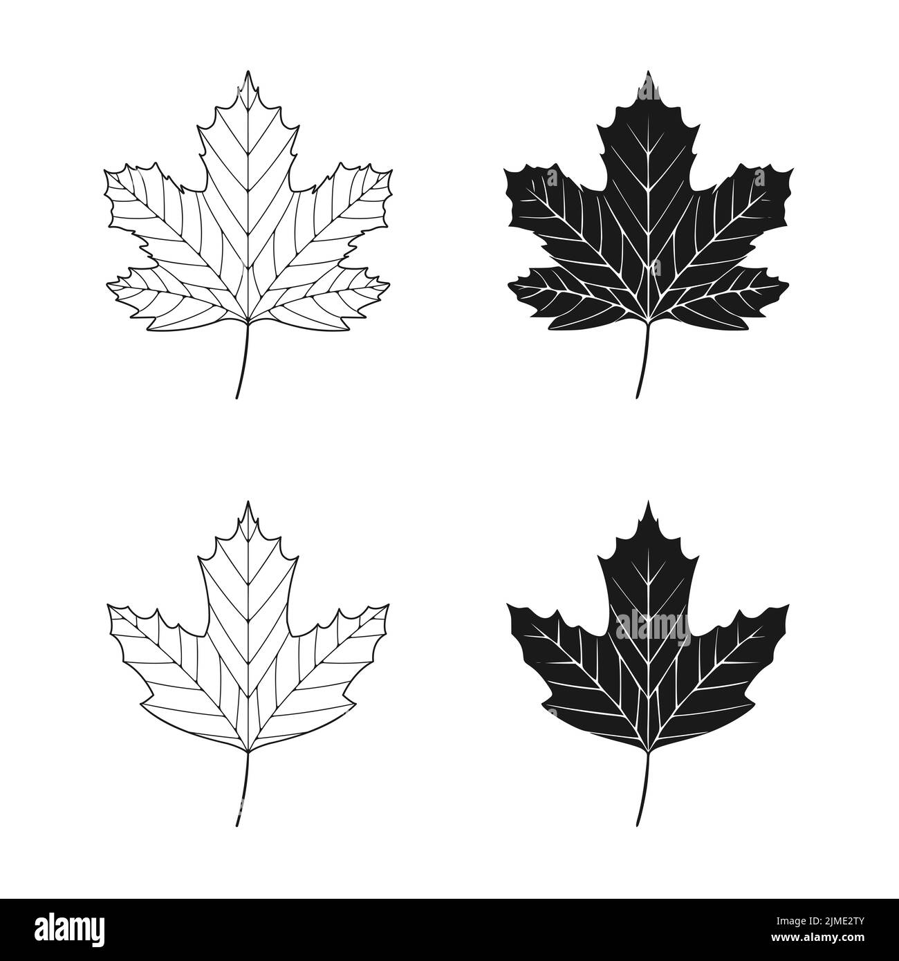 Illustration vectorielle de feuilles sycomore isolées sur fond blanc. Clip en feuille d'érable Banque D'Images Illustration vectorielle de feuilles sycomore isolées sur fond blanc. Clip en feuille d'érable Banque D'Images