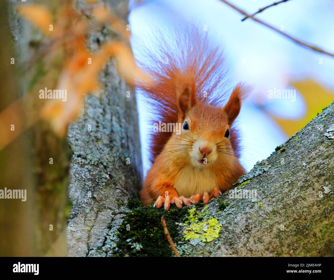 Un écureuil rouge sur un arbre Banque D'Images