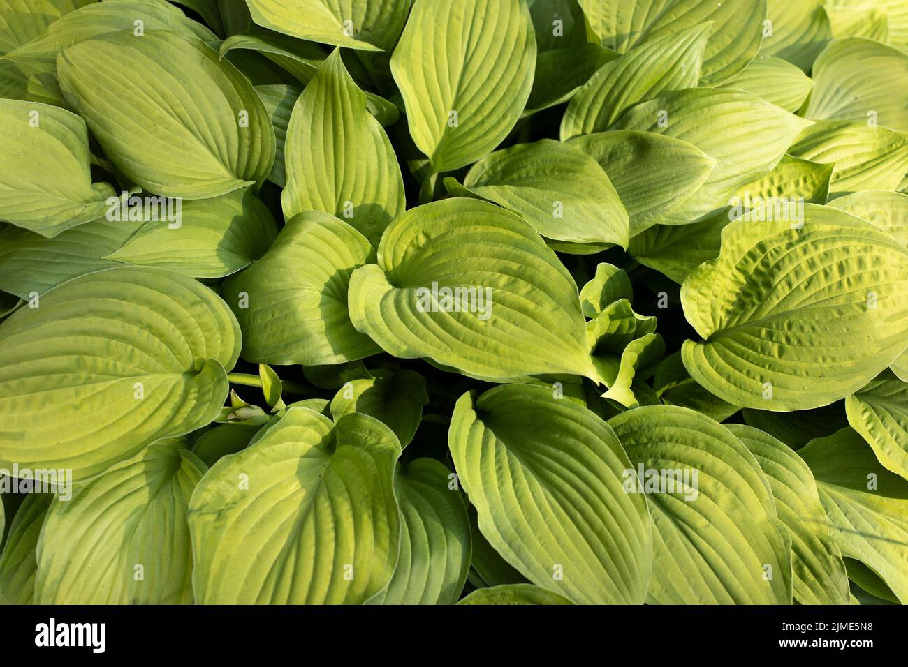 Feuilles vertes de la plante. Verdure naturelle dans le jardin. Banque D'Images