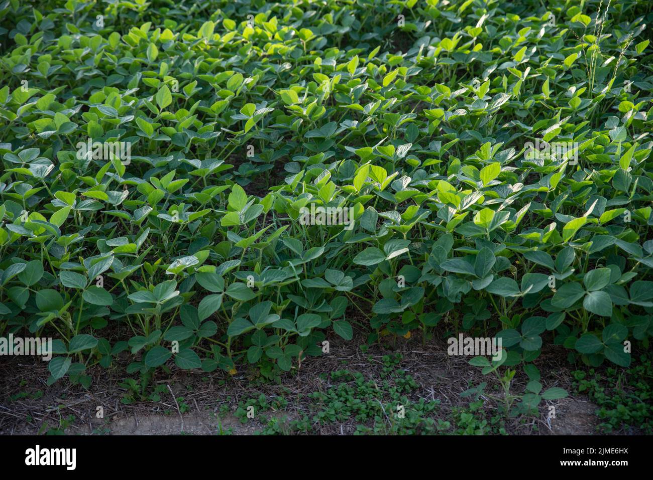 Gros plan sur un champ de soja vert luxuriant en plein soleil naturel Banque D'Images