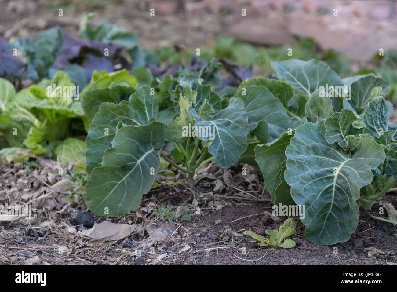 Jeunes plants de chou dans le jardin biologique Banque D'Images