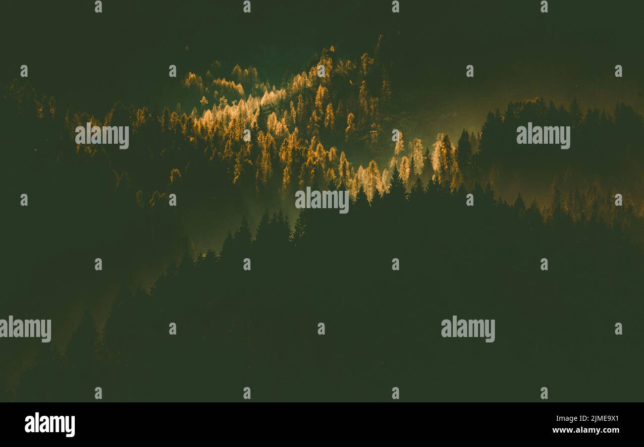 Soleil rayonnant à travers la forêt de pins brumeux automne nature arrière-plan Banque D'Images