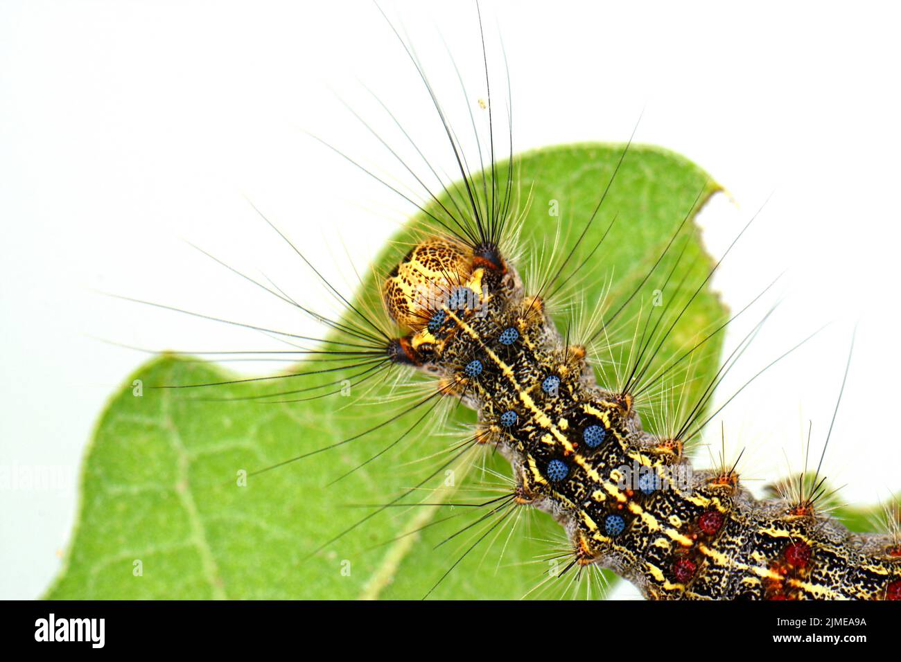 Macro caterpillar sur feuille fraîche isolée sur blanc Banque D'Images