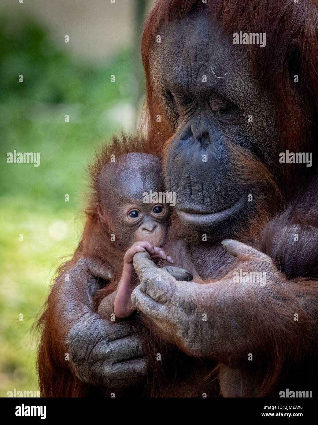 Vue verticale rapprochée d'un Orangoutan Bornéen tenant son bébé Banque D'Images