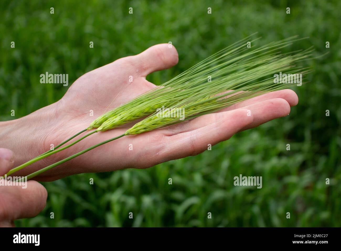 Trois épis de blé ou d'orge dans les mains d'un agriculteur. L'agriculteur regarde la récolte à venir Banque D'Images