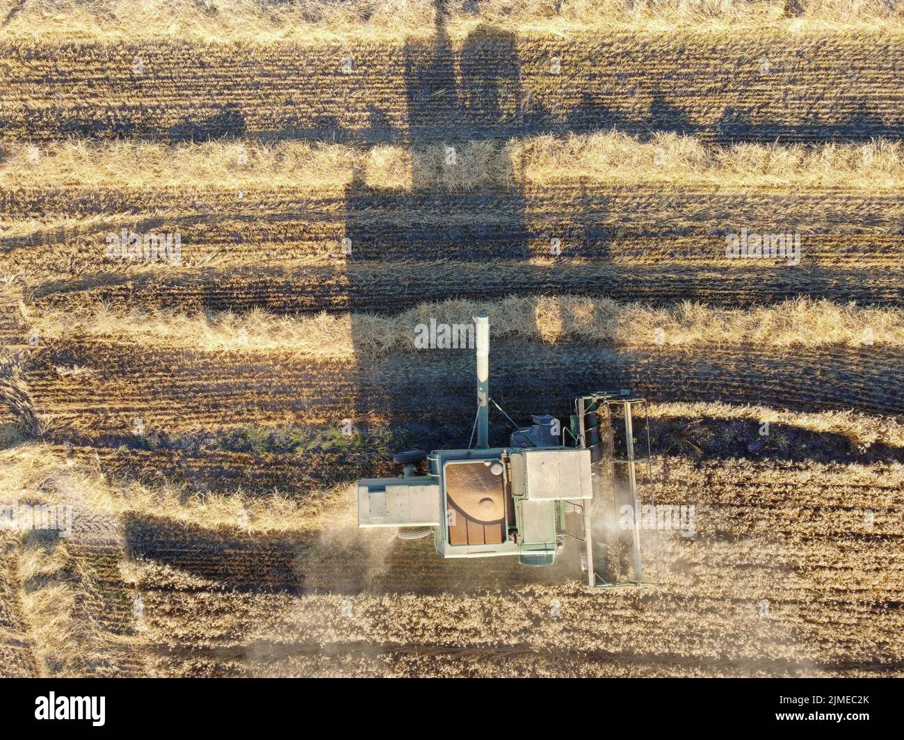 Vue de dessus, moissonneuse-batteuse en champ pour la récolte de blé ou d'orge. Tonte et ombrage de l'orge. Banque D'Images