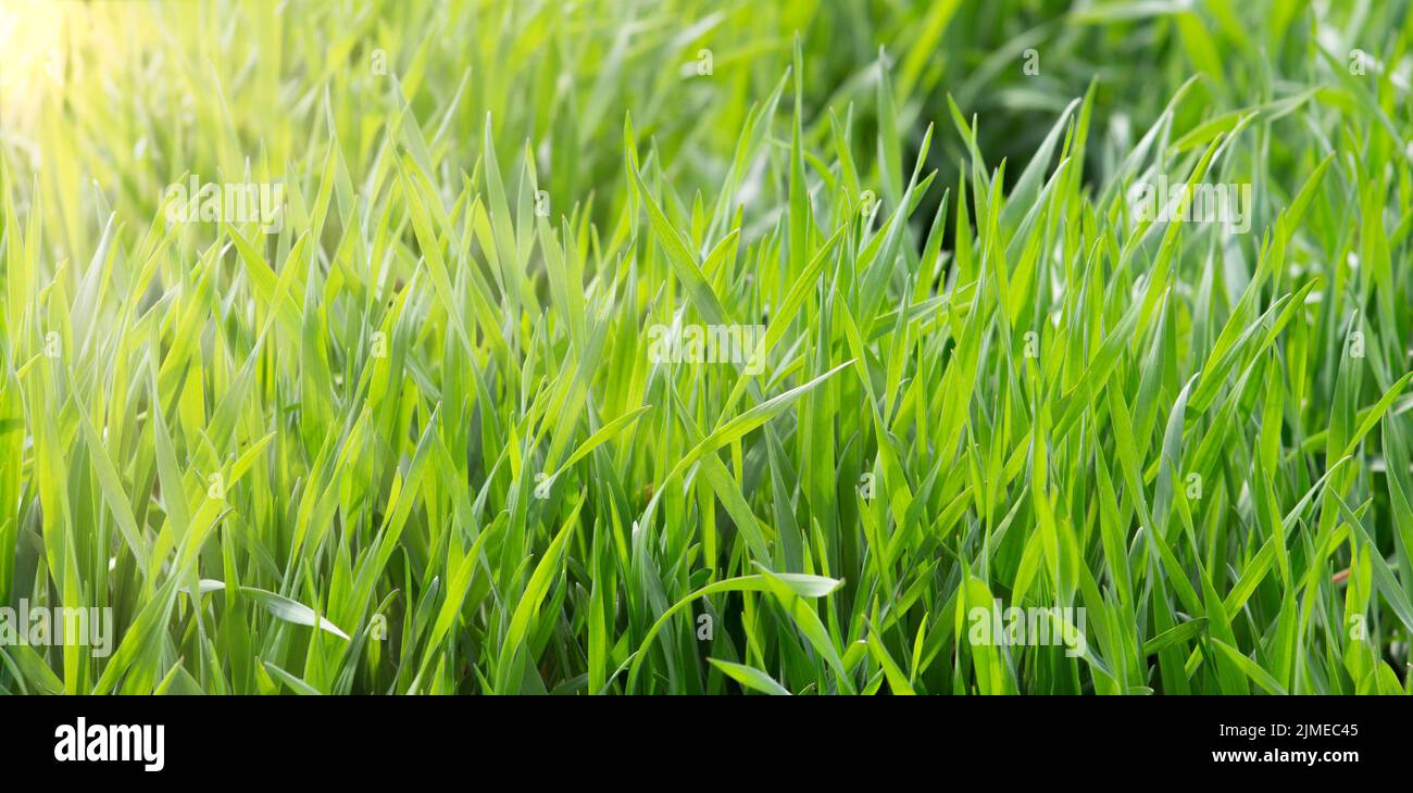 Printemps herbe verte fraîche de pelouse, plante des feuilles étincelantes dans le soleil chaud. Banque D'Images