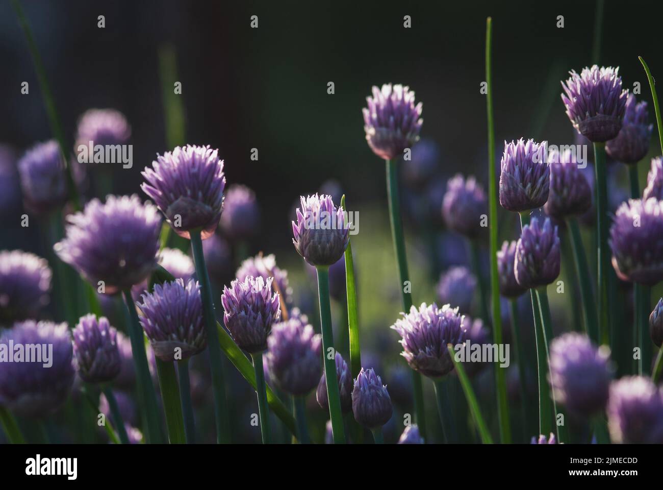 Fleurs de ciboulette pourpre pour les arrière-plans de la nature, crépuscule lumière du soir Banque D'Images