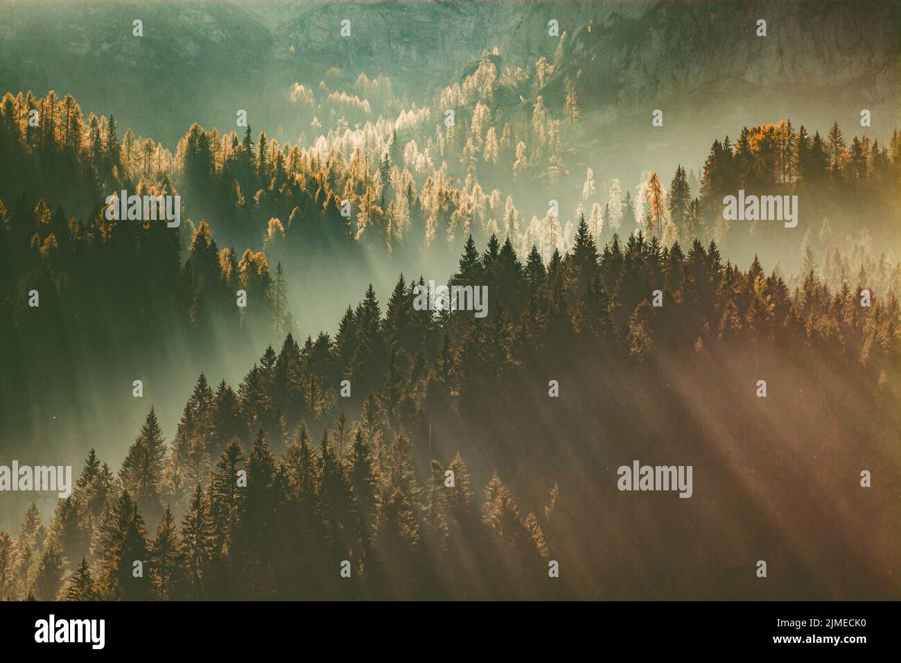 Soleil rayonnant à travers la forêt de pins brumeux automne nature arrière-plan Banque D'Images