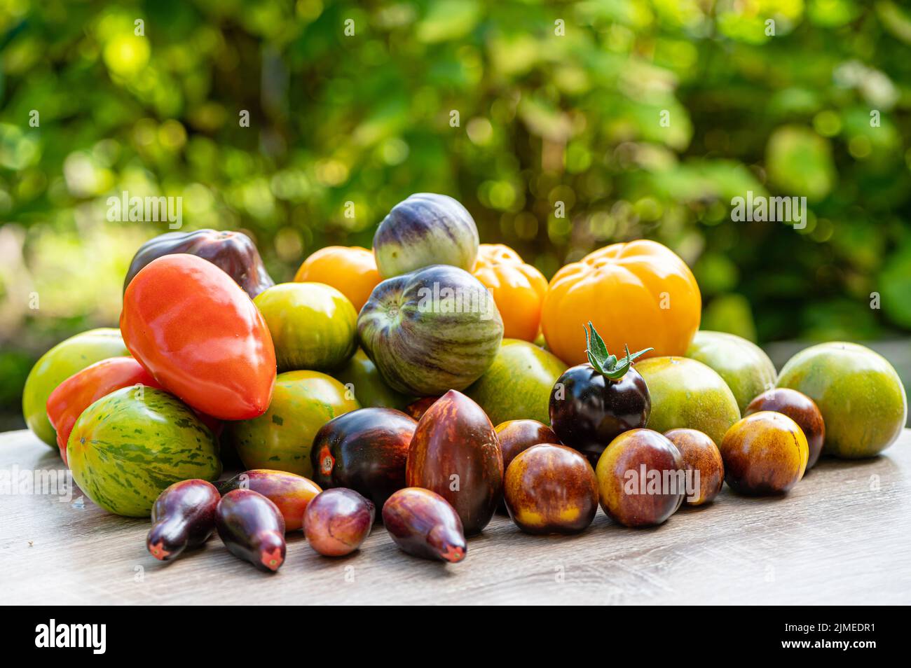 tomates fraîchement cueillies de différentes variétés et couleurs sur une table dans le jardin, en gros plan Banque D'Images