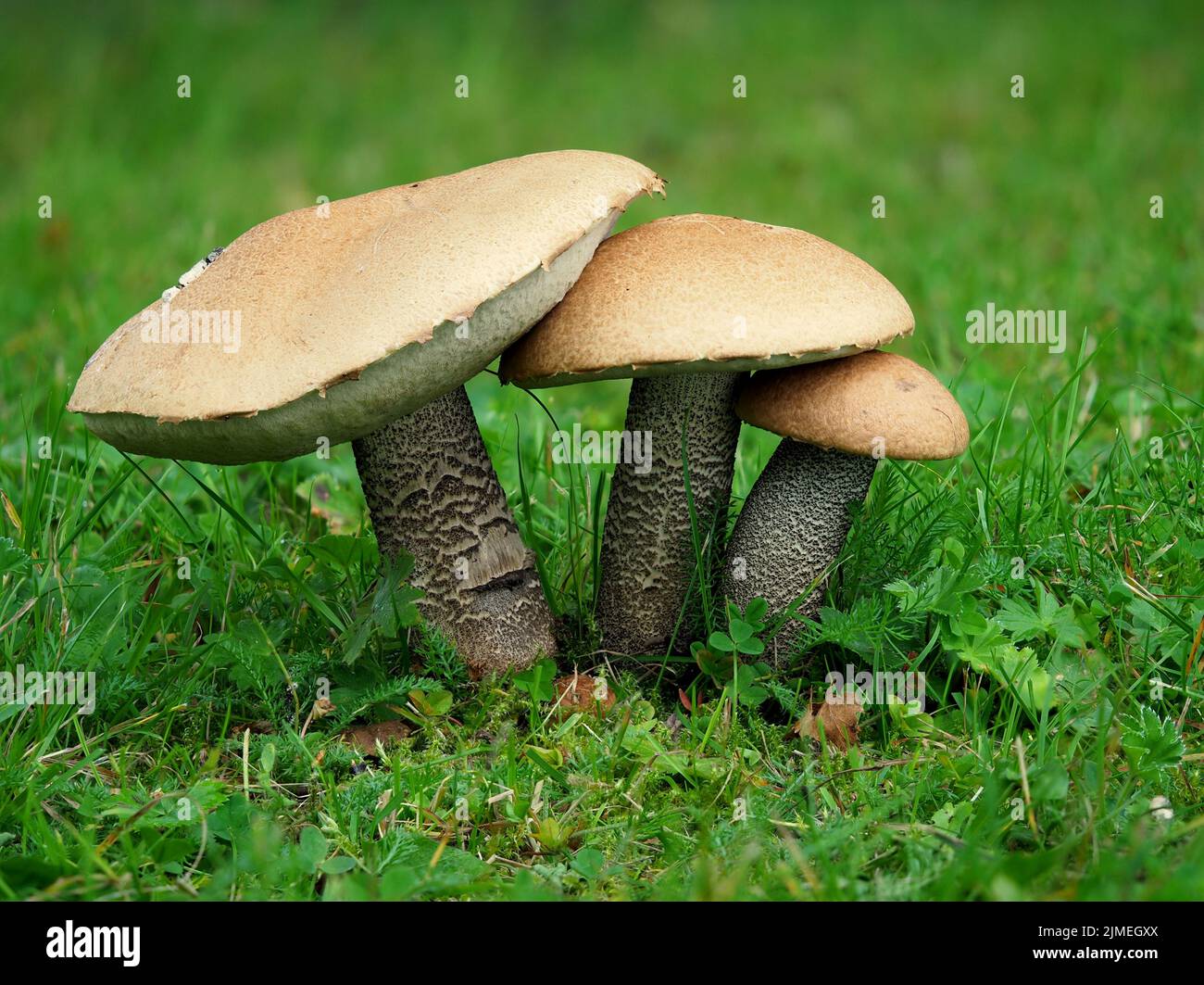 Bouleau Orange bolet, le Leccinum versipelle Banque D'Images