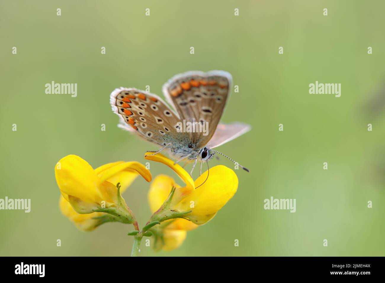 Papillon bleu commun femelle (Polyommatus icarus). Banque D'Images