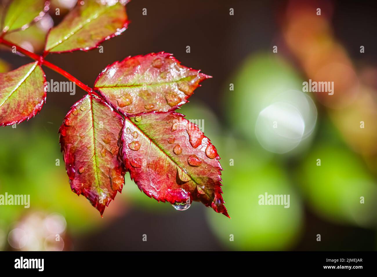 Feuille de rose rouge avec gouttes de pluie dans le jardin d'automne. Bokeh avec réflexion de la lumière Banque D'Images