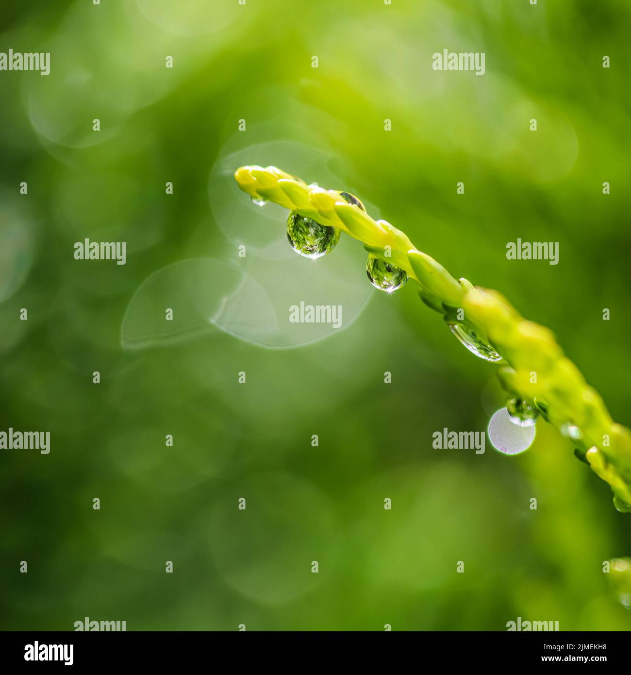 Arrière-plan vert abstrait. Gros plan d'une goutte d'eau sur une branche d'un genévrier. Bokeh avec réflexion de la lumière Banque D'Images