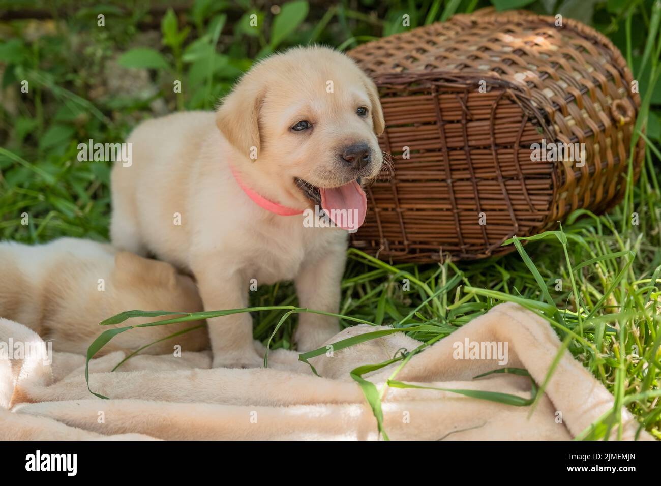 Chiot du Labrador en herbe verte Banque D'Images
