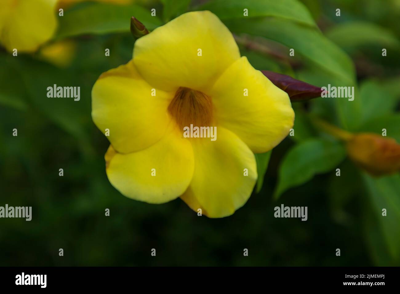 Belle fleur jaune allamanda cathartica Fleur dans l'arbre de jardin Banque D'Images