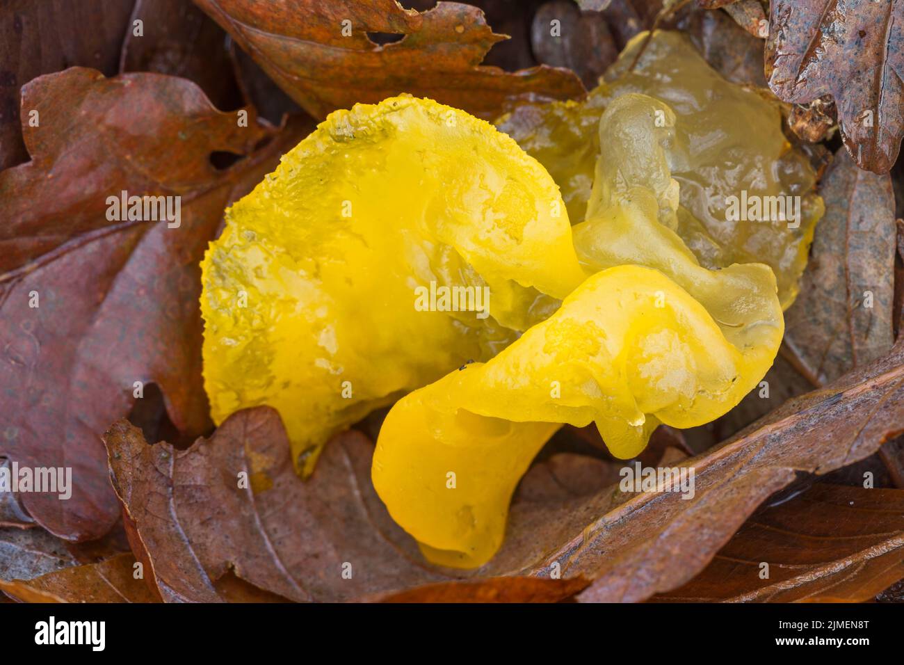 Le champignon Golden Jelly se trouve entre le feuillage - (cerveau jaune) / Tremella mesenterica Banque D'Images