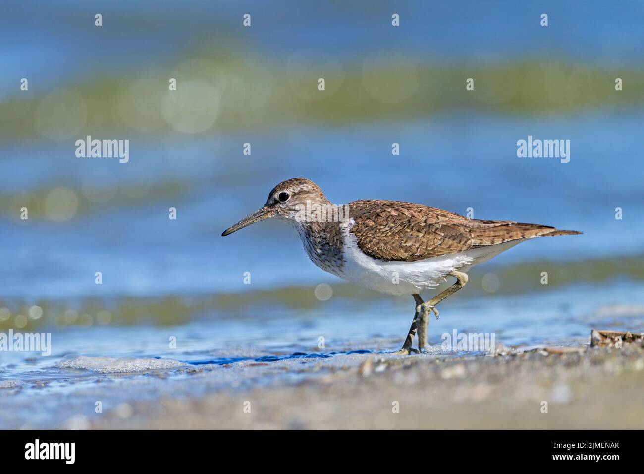 Sandpiper commun à la marge de lavage à la recherche de nourriture / Actitis hypoleucos Banque D'Images