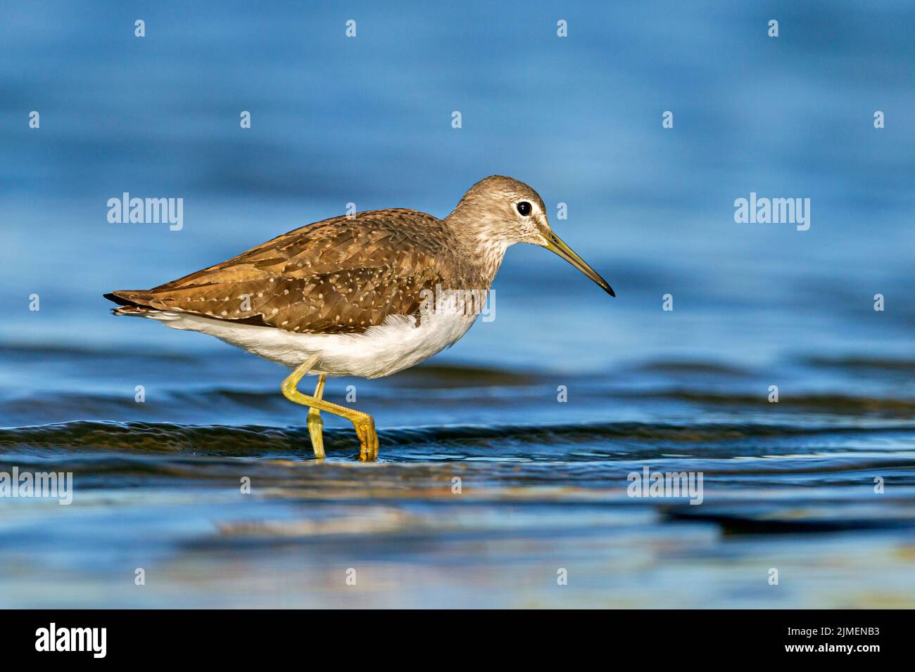 Sandpiper commun à la marge de lavage à la recherche de nourriture / Actitis hypoleucos Banque D'Images