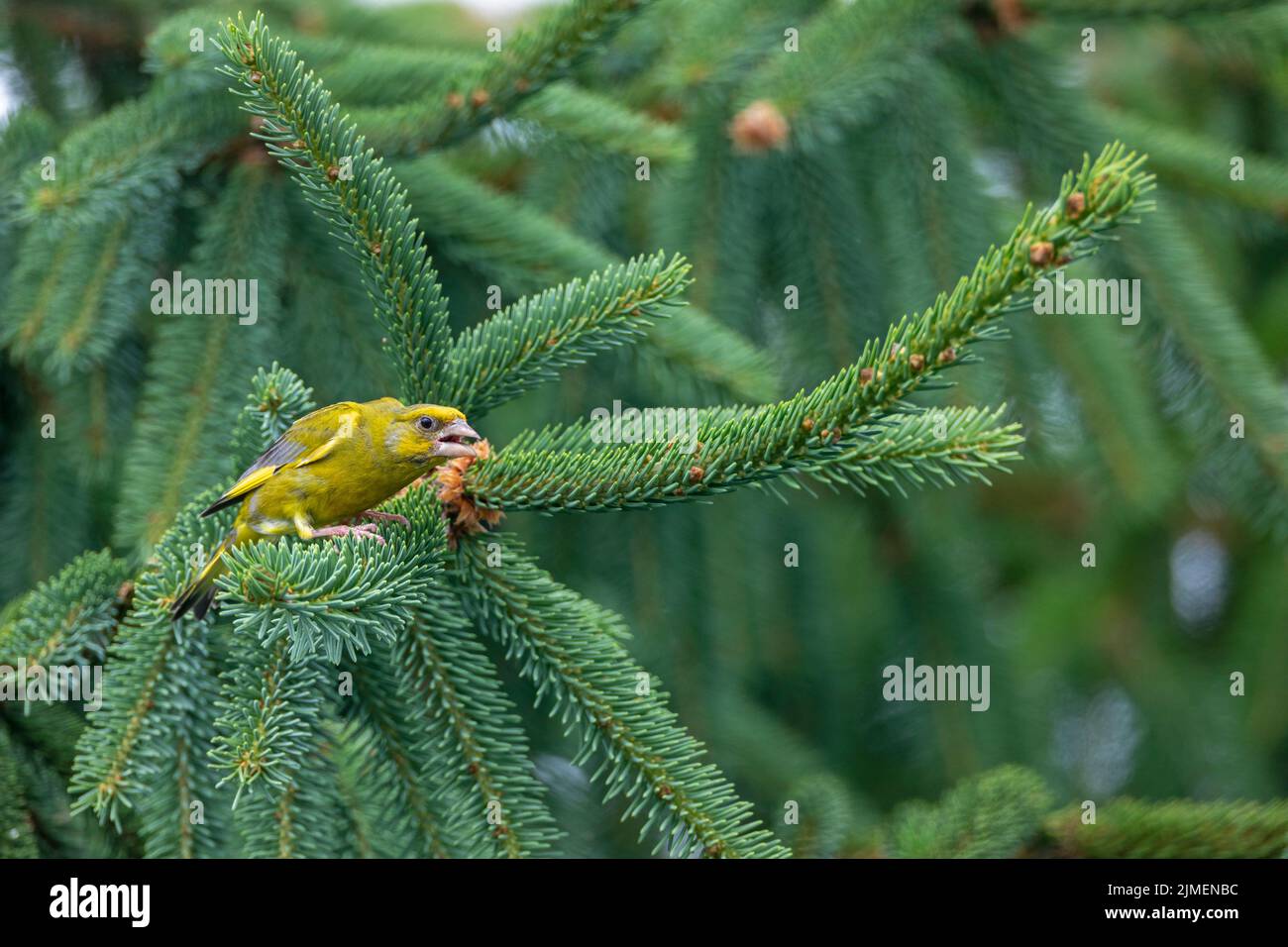 Un mâle Greenfinch menace un chloris/chloris conspécifique Banque D'Images